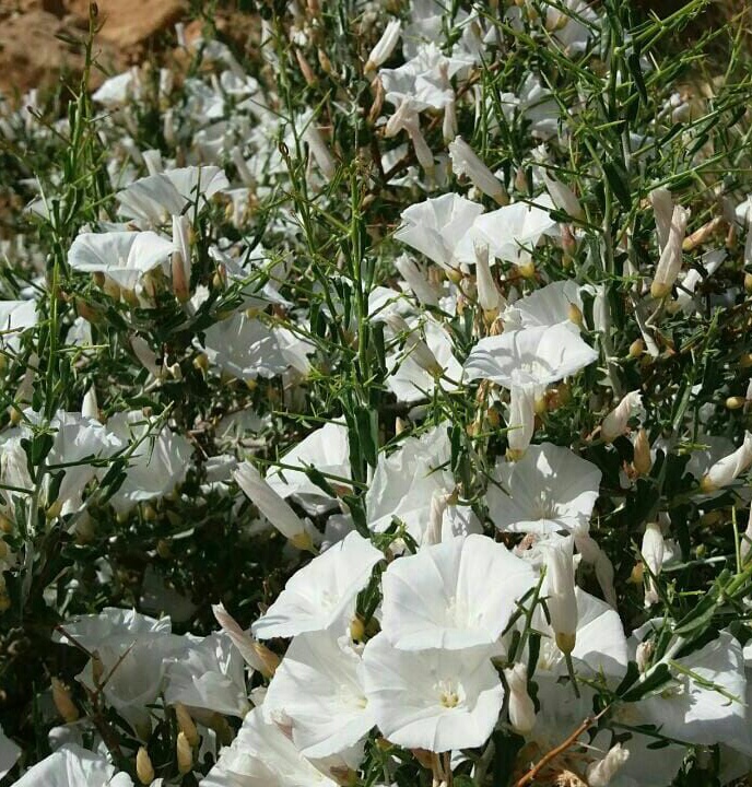 Convolvulus leiocalycinus